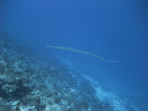 poisson-flûte