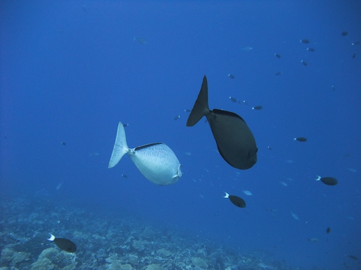 Nason noir (Naso hexacanthus