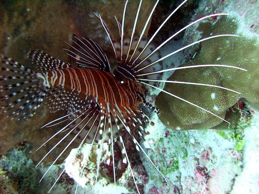 Ptérois antennata