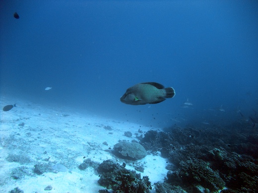 Napoléon (Cheilinus undulatus