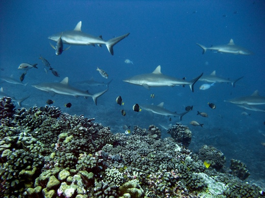 requins gris de récif (Carcharhinus amblyrhynchos