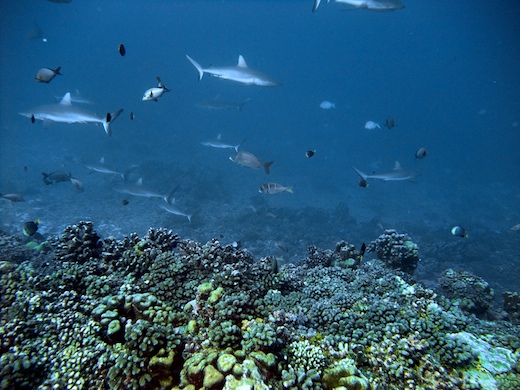 requins gris de récif (Carcharhinus amblyrhynchos