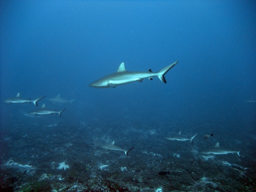 requins gris de récif (Carcharhinus amblyrhynchos) + requin bordé (Carcharhinus limbatus