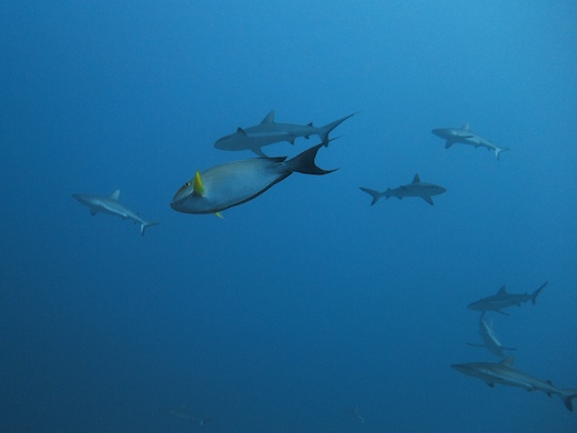 poisson-chirurgien à nageoires jaunes (Acanthurus xanthopterus) et requins gris de récif (Carcharhinus amblyrhynchos
