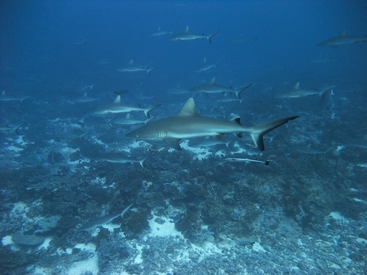 requins gris de récif (Carcharhinus amblyrhynchos