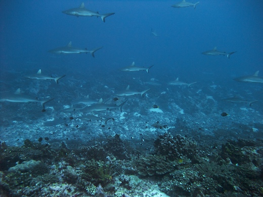 requins gris de récif (Carcharhinus amblyrhynchos