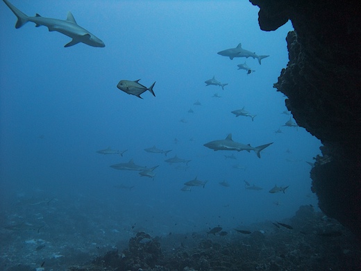 requins gris de récif (Carcharhinus amblyrhynchos) + carangue noire (Caranx lugubris