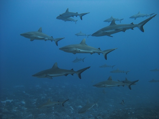 requins gris de récif (Carcharhinus amblyrhynchos