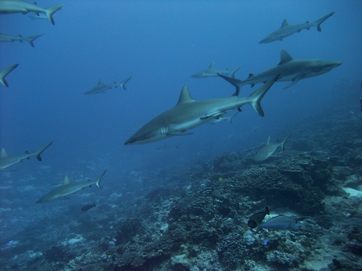 requins gris de récif (Carcharhinus amblyrhynchos