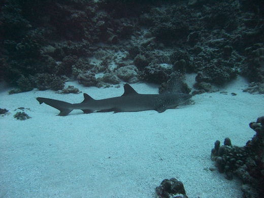 requin aileron blanc de lagon (Triaenodon obesus