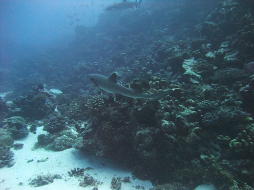 requin aileron blanc de lagon (Triaenodon obesus
