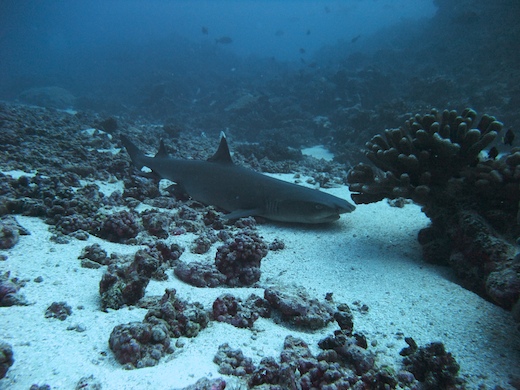 requin aileron blanc de lagon (Triaenodon obesus