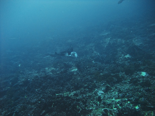 Raie Manta