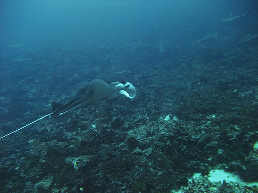 Raie Manta