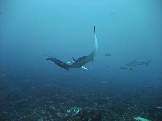 Raie Manta