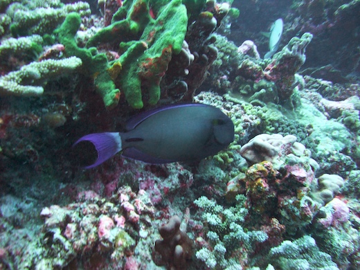 poisson-chirurgien