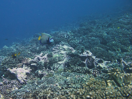 Poisson-ange empereur (Emperor Angelfish