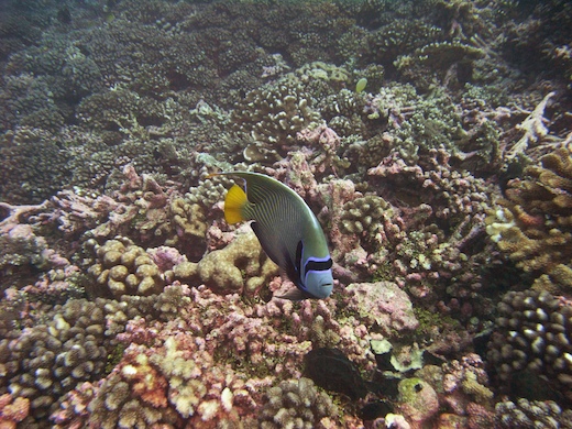 Poisson-ange empereur (Emperor Angelfish