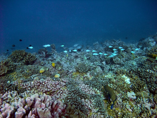 divers poissons coralliens