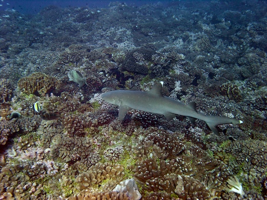 requin aileron blanc de lagon (Triaendon obesus
