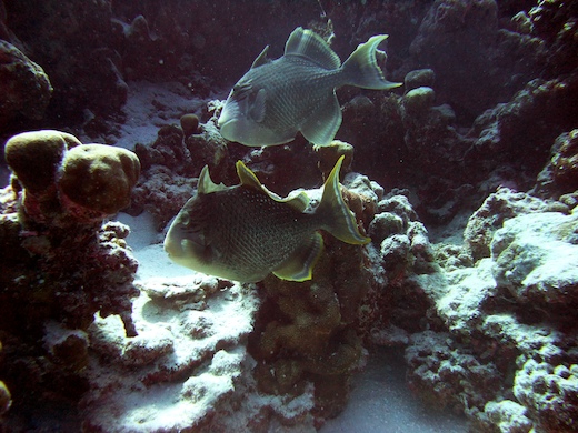 Baliste géant (Pseudobalistes flavimarginatus