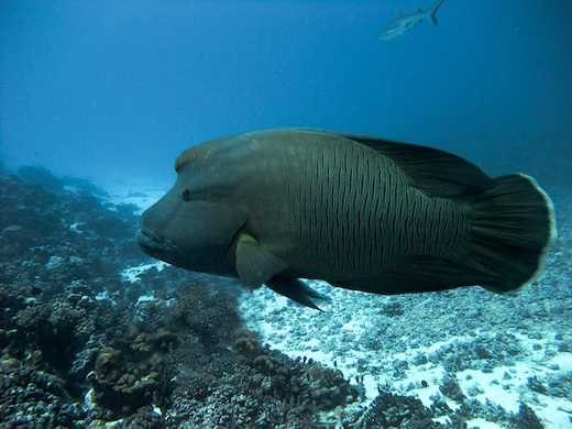 Napoléon (Cheilinus undulatus