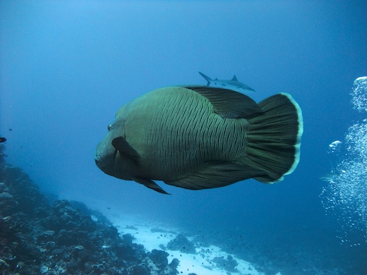Napoléon (Cheilinus undulatus