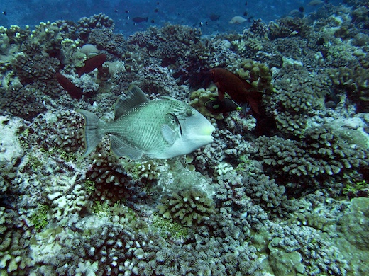 Baliste géant (Pseudobalistes flavimarginatus