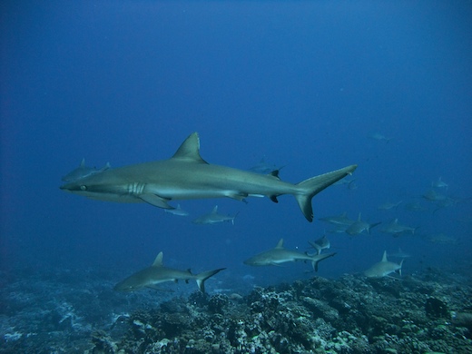requins gris de récif (Carcharhinus amblyrhynchos