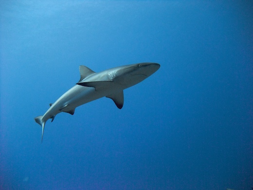 requin gris de récif (Carcharhinus amblyrhynchos