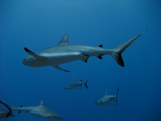 requins gris de récif (Carcharhinus amblyrhynchos