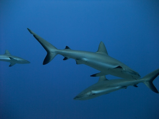 requins gris de récif (Carcharhinus amblyrhynchos
