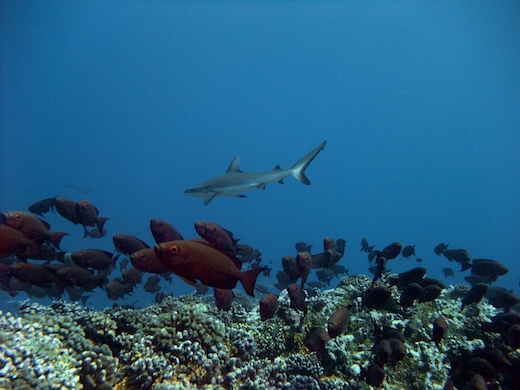 Priacanthes (Priacanthus hamrur) + requin gris de récif