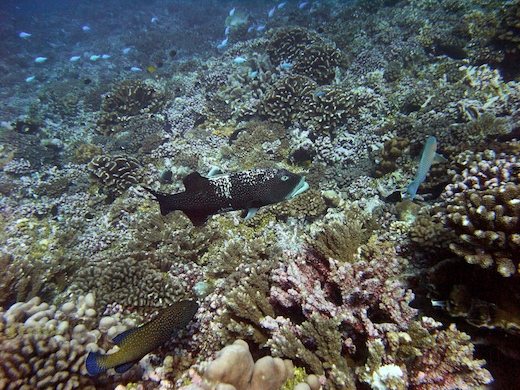 mérou, loche etc.