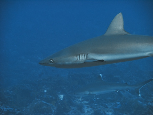 requin gris de récif (Carcharhinus amblyrhynchos) + requin du récif à pointes blanches (Carcharhinus albimarginatus