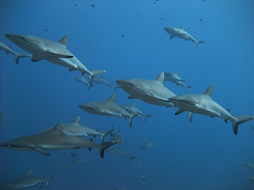 requins gris de récif (Carcharhinus amblyrhynchos