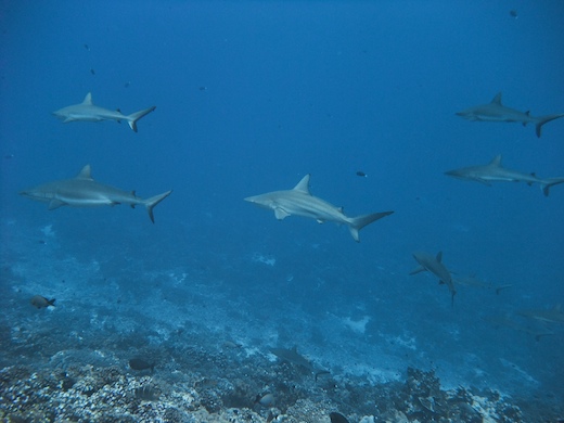 requins gris de récif (Carcharhinus amblyrhynchos) + requins bordés (Carcharhinus limbatus