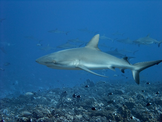 requins gris de récif (Carcharhinus amblyrhynchos