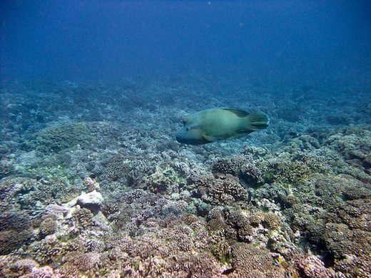 Napoléon (Cheilinus undulatus