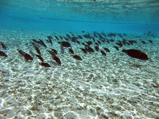 divers poissons coralliens