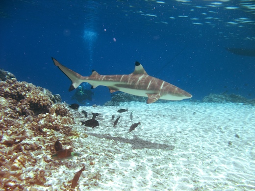 requin pointe noire (Carcharhinus melanopterus