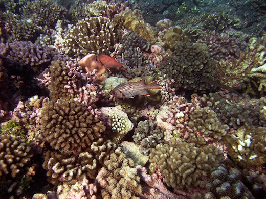 poisson-soldat Myripristis