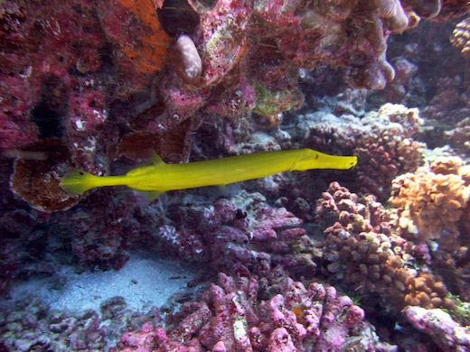 poisson-trompette (Aulostomus chinensis