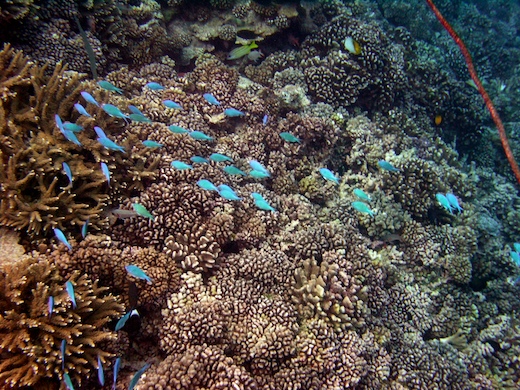 Chromis à tache axillaire noire (Chromis atripectoralis