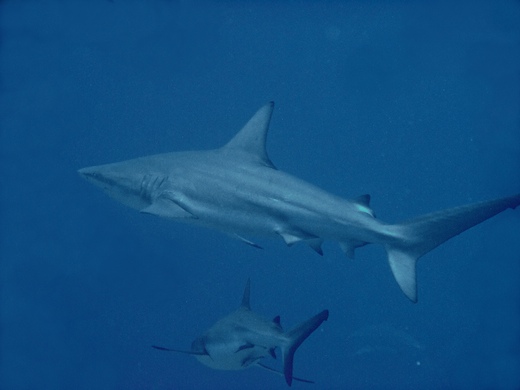 requin bordé (Carcharhinus limbatus